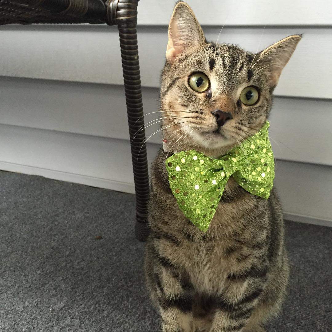 St. Patrick's Day Pets costumes