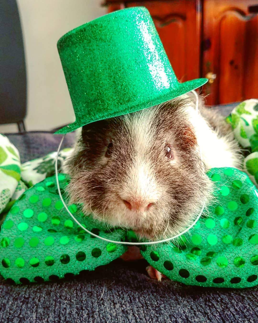 St. Patrick's Day Pets costumes